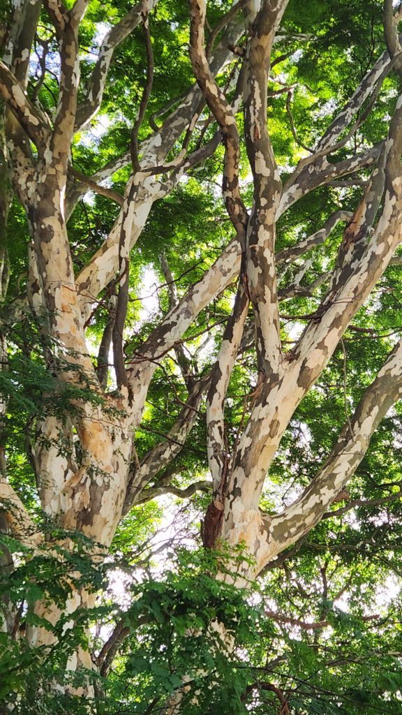 pau ferro árbol
